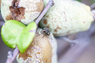 Close-up of insect on fruit