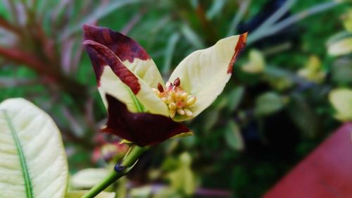 Close-up of flower blooming outdoors