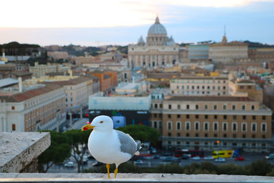 A seagull in front of the panoramic view of vatican, as seen from castello sant'angelo.