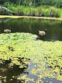 View of ducks swimming in lake