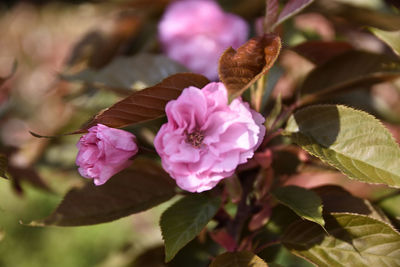 Close-up of pink flowering plant