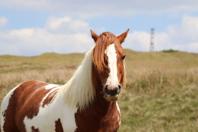 Horse standing in ranch