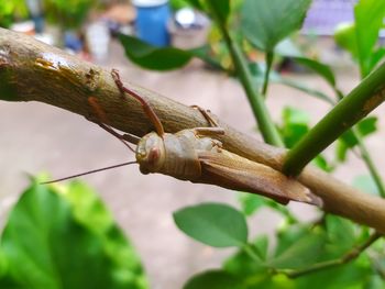 branch