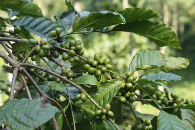 Close-up of berries growing on tree