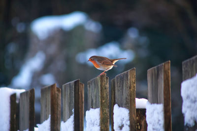 Close-up of bird perching on wooden post