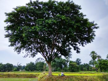 Trees on field against sky