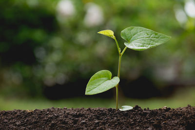 Close-up of green leaves on plant