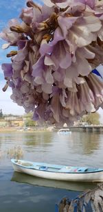 flowering plant