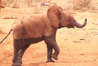 Full length of elephant
