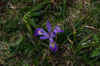 Close-up of purple flowers blooming in field