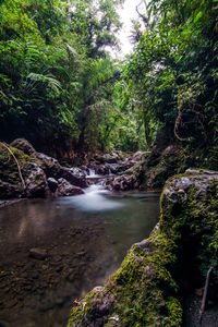 View of stream along trees in forest