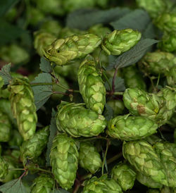 The hop crop