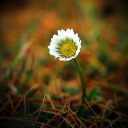 Close-up of daisy flower on field