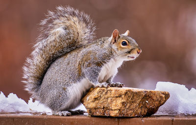 Squirrel poses for a picture in the snow