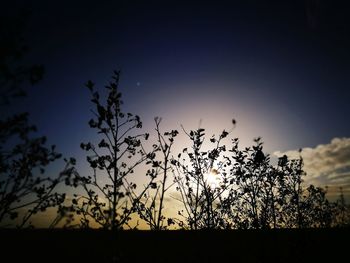 Silhouette trees against sky at sunset