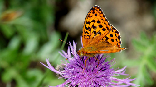 Close-up of butterfly pollinating on flower