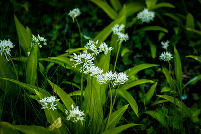 Close-up of white flowers