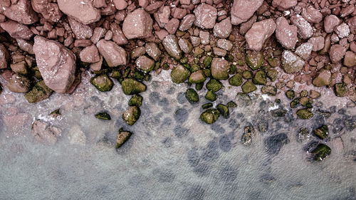 High angle view of snake on rock