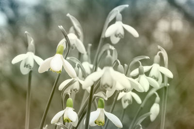 Close-up of white flowers blooming outdoors