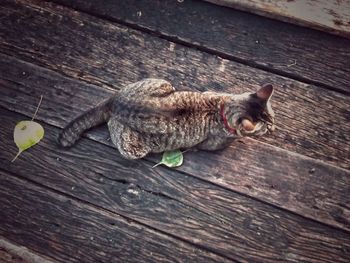 High angle view of cat on wood