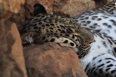 Close-up of cat relaxing