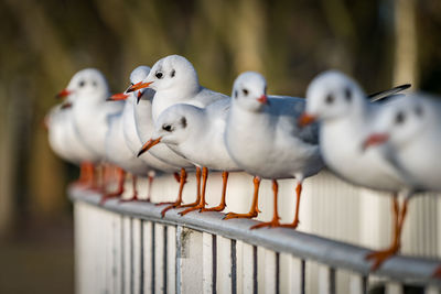 Close-up of seagulls perching on railing