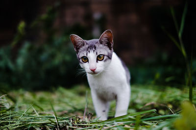 Portrait of a cat on field