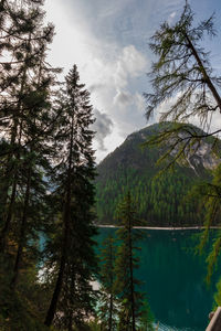 Scenic view of forest by mountains against sky