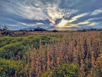 Scenic view of field against sky during sunset