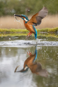 Kingfisher hunting fish in lake