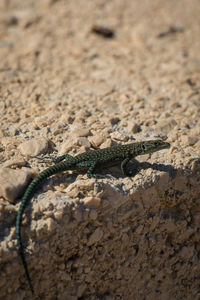 Close-up of lizard