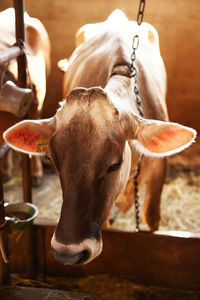 Close-up of a cow