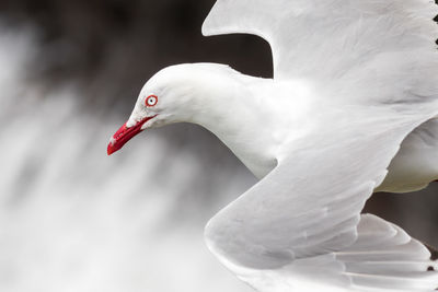 Close-up of swan