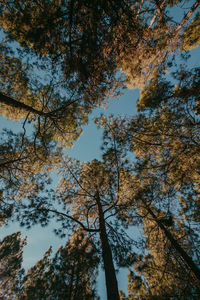 Low angle view of trees growing in forest