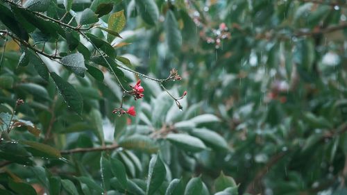 Close-up of red berries growing on tree