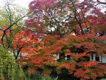 Trees in park during autumn