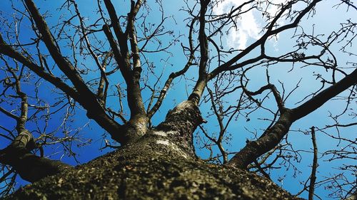 Low angle view of bare tree against clear blue sky