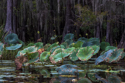 Cactus plants growing on land by lake in forest