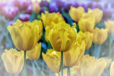 Close-up of yellow tulips