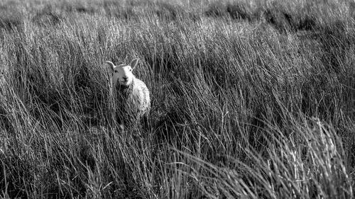 View of a cat on field