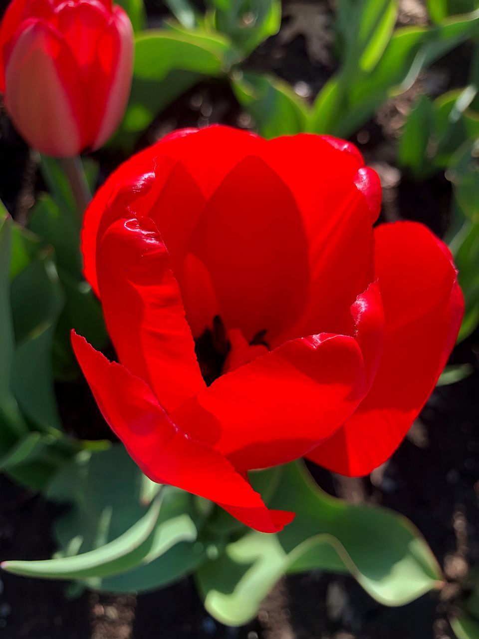 CLOSE-UP OF RED TULIP TULIPS