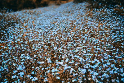 Close-up of snow covered plants on field