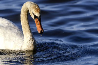 Swan swimming in lake