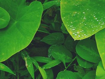 Close-up of water drops on plant