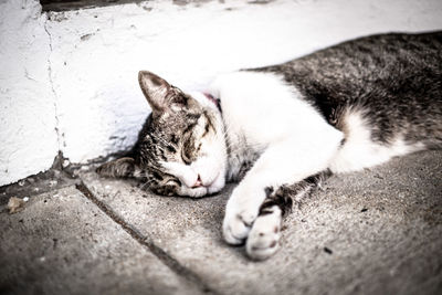Cat sleeping on footpath