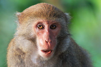 Close-up portrait of monkey