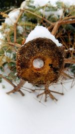 High angle view of crab on snow