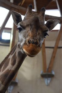 Close-up portrait of a giraffe