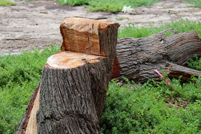 Close-up of wooden log on tree trunk in forest