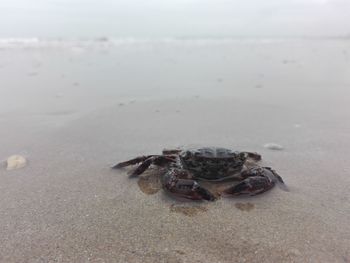 Close-up of crab on beach